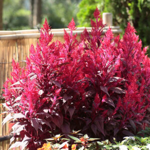 Celosia Dragon's Breath